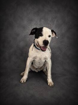 American Staffordshire Terrier and Mixed Breed Dogs Available for Adoption in Winter Haven, Florida - MYERS | PetCurious