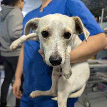 Rescue Chihuahua and Terrier Dogs for Adoption in Chico, California - DINGO | PetCurious