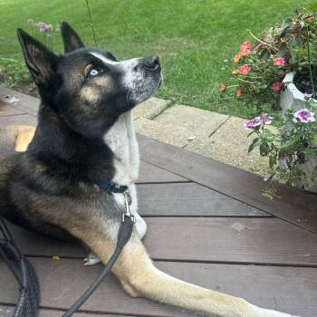 Savio -  Akita and Siberian Husky Dog for Adoption in Hoffman Estates, Illinois - Savio | PetCurious