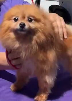 Rescue Pomeranian Dogs for Adoption in Irvine, California - London | PetCurious