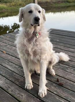 Rescue Great Pyrenees Dogs for Adoption in Kiowa, Oklahoma - Taco | PetCurious