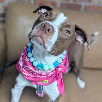 Rescue Mixed Breed Dogs for Adoption in Savannah, Georgia - Whitney | PetCurious