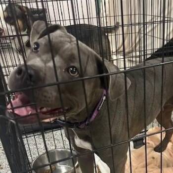 Rescue Pit Bull Terrier Dogs for Adoption in Allegan, Michigan - Juniper | PetCurious