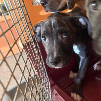 Thee Stallion -  Mixed Breed Dog for Adoption in Winston-salem, North Carolina - Thee Stallion | PetCurious