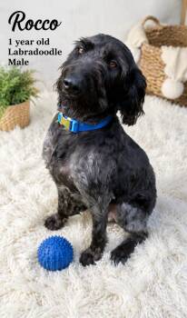 Rocco -  Labradoodle Dog for Adoption in Walker, Louisiana - Rocco | PetCurious