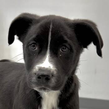 Mixed Breed Dogs Available for Adoption - Cane