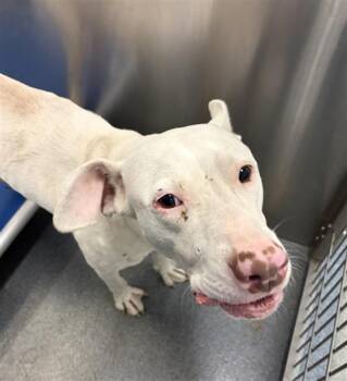 SYDNEY -  Mixed Breed Dog for Adoption in Dallas, Texas - SYDNEY | PetCurious