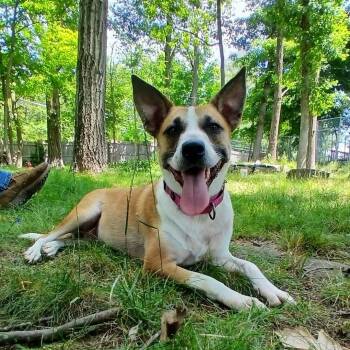 GumDrop -  Mixed Breed Dog for Adoption in Saugerties, New York - GumDrop | PetCurious