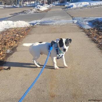 Chase -  Jack Russell Terrier Dog for Adoption in Rochester, Minnesota - Chase | PetCurious