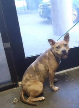SABRINA -  Pit Bull Terrier Dog for Adoption in Tulsa, Oklahoma - SABRINA | PetCurious