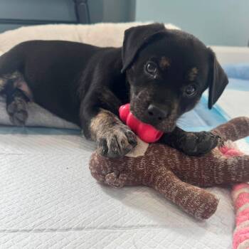 Alice -  Hound Dog for Adoption in Calabash, North Carolina - Alice | PetCurious
