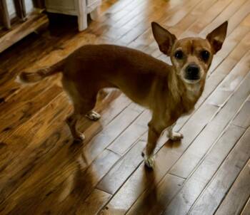 As -  Chihuahua Dog for Adoption in Sumter, South Carolina - As | PetCurious