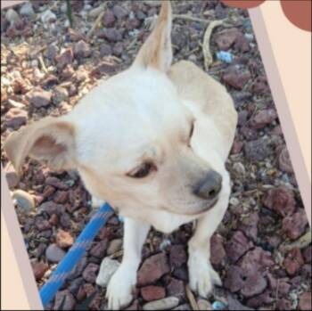 Chihuahua Dogs Available for Adoption in Thompson Falls, Montana - Mojo | PetCurious