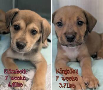 Labrador Retriever Dogs Available for Adoption in Holbrook, New York - KINGSLEY | PetCurious