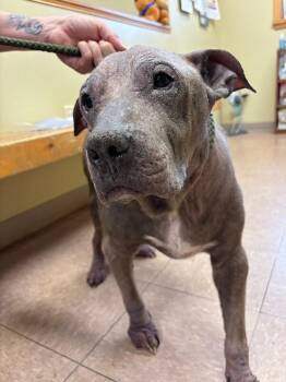 Blu -  Pit Bull Terrier Dog for Adoption in Warren, Pennsylvania - Blu | PetCurious