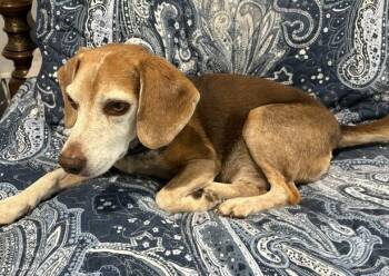 Wyatt -  Beagle Dog for Adoption in Tomball, Texas - Wyatt | PetCurious