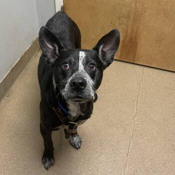 Oliver Twist -  Mixed Breed Dog for Adoption in Chattanooga, Tennessee - Oliver Twist | PetCurious