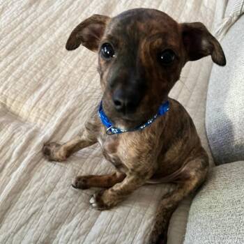 Chihuahua and Pit Bull Terrier Dogs Available for Adoption in Colonial Heights, Virginia - Lincoln | PetCurious