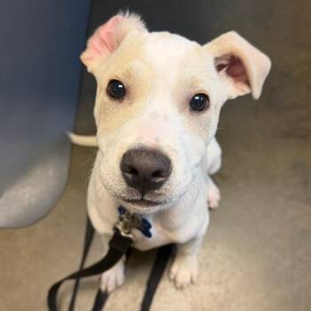 Rubin -  Yellow Labrador Retriever and German Shorthaired Pointer Dog for Adoption in Wilmington, Delaware - Rubin | PetCurious