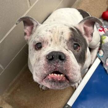 Sloth D12971 -  American Bulldog and Mixed Breed Dog for Adoption - Sloth D12971 | PetCurious