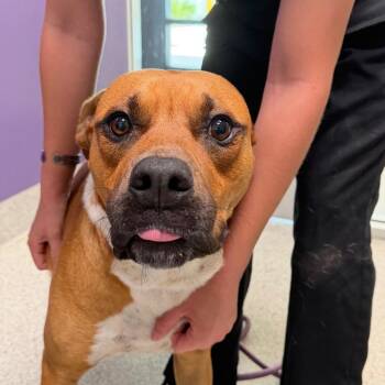 Champ -  Mixed Breed Dog for Adoption in Englewood, Florida - Champ | PetCurious