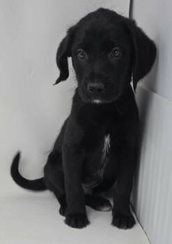 Labrador Retriever and Spaniel Dogs Available for Adoption - Zeron | PetCurious