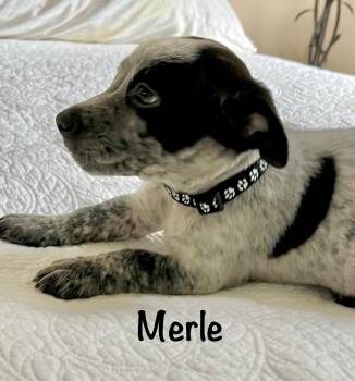 Merle -  Australian Cattle Dog Blue Heeler Dog for Adoption in Pawleys Island, South Carolina - Merle | PetCurious