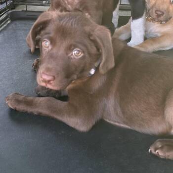 Monica -  Labrador Retriever Dog for Adoption in Poinciana, Florida - Monica | PetCurious