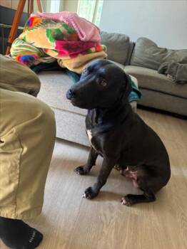 Rescue Pit Bull Terrier Dogs for Adoption in Tracy, California - ARBOK | PetCurious