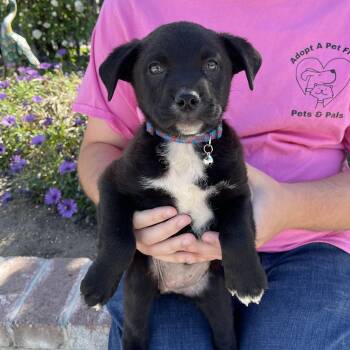 Black Labrador Retriever and Mixed Breed Dogs Available for Adoption - Bunny | PetCurious