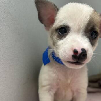 Beat -  Mixed Breed Dog for Adoption in Guaynabo, Guaynabo - Beat | PetCurious