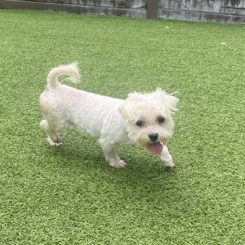 Sammy 7400 -  Maltese and None Dog for Adoption in Loxahatchee Groves, Florida - Sammy 7400 | PetCurious