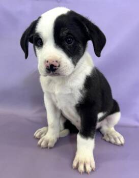 Rescue Saint Bernard and Mixed Breed Dogs for Adoption in Morton Grove, Illinois - Tigger | PetCurious
