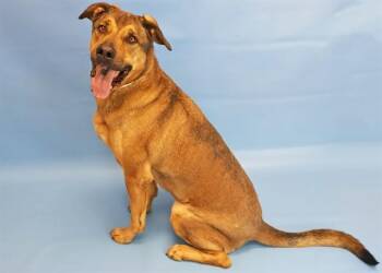 German Shepherd Dog Dogs Available for Adoption - ICARUS | PetCurious