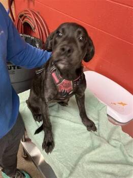 Dotty -  Mixed Breed Dog Available for Adoption in Wichita, Kansas - Dotty | PetCurious