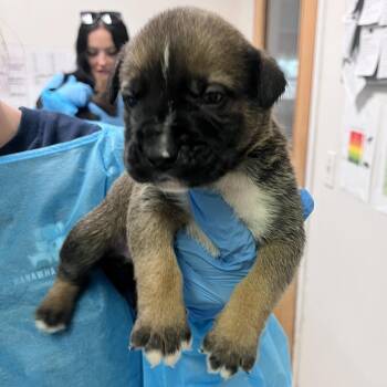 Mixed Breed Dogs Available for Adoption in Charleston, West Virginia - Bambi | PetCurious