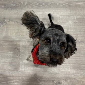 Yorkshire Terrier Dogs Available for Adoption - Chico | PetCurious