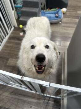 Winnie -  Great Pyrenees Dog for Adoption in Mahwah, New Jersey - Winnie | PetCurious