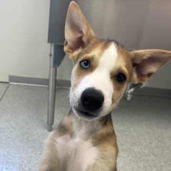 Rick Fillay -  Husky and Shepherd Dog for Adoption in Kanab, Utah - Rick Fillay | PetCurious
