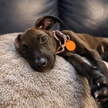 Friday -  Poodle and Cane Corso Dog for Adoption in Tampa, Florida - Friday | PetCurious