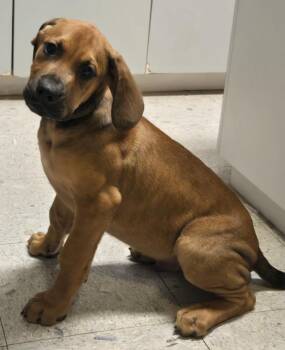 Mastiff Dogs Available for Adoption - Kevin | PetCurious