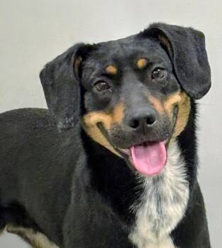 Mixed Breed Dogs Available for Adoption in Aurora, Nebraska - Astrid | PetCurious