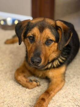 Hound and Shepherd Dogs Available for Adoption in Indianapolis, Indiana - Myrtle | PetCurious