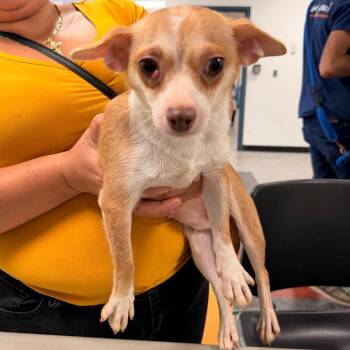 Lumi -  Mixed Breed Dog for Adoption in Philadelphia, Pennsylvania - Lumi | PetCurious