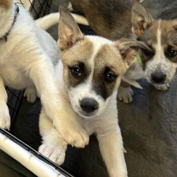 Shepherd and Mixed Breed Dogs Available for Adoption in Flagstaff, Arizona - Fiona | PetCurious