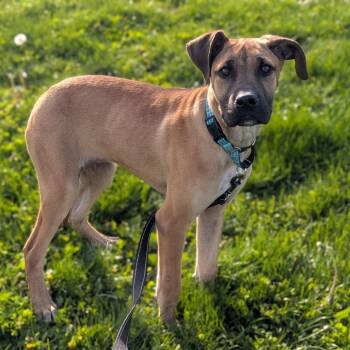 Mixed Breed Dogs Available for Adoption in Prairie Du Chien, Wisconsin - Thelma | PetCurious