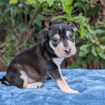 Dakota 06-1117 -  Chihuahua and Mixed Breed Dog for Adoption in Tyrone, Georgia - Dakota 06-1117 | PetCurious