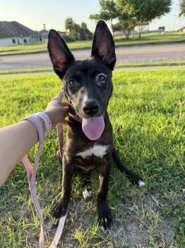 Maise -  Mixed Breed Dog for Adoption in Boise, Idaho - Maise | PetCurious