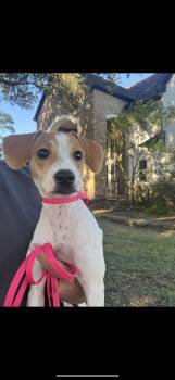 Rescue Chihuahua and Beagle Dogs for Adoption in Richmond, Texas - Barbie-Q | PetCurious