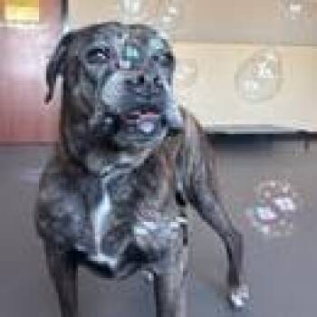 Mishka -  Bullmastiff and Mixed Breed Dog for Adoption in TIMBERCRK CYN, Texas - Mishka | PetCurious